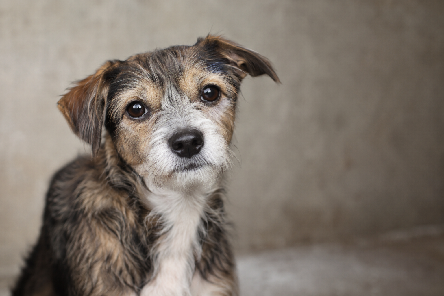 Tiny Dog Rescue care in action