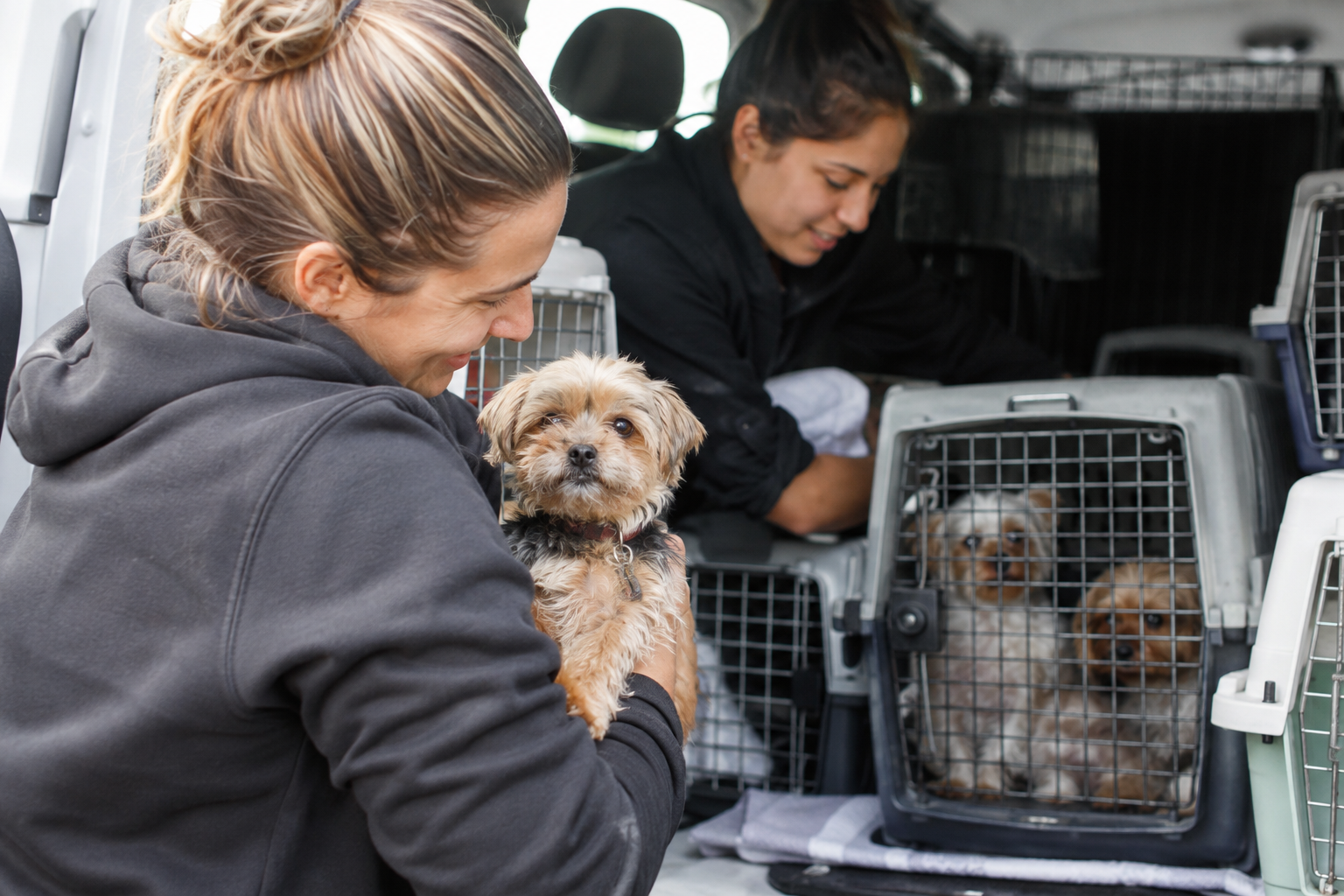 Tiny Dog Rescue care in action